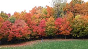 10921606_992522780809740_7823384328907327555_o